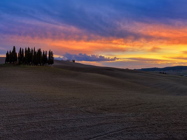 Cypresses of Torrenieri, landscape, Toscana, warm light