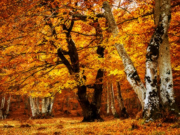 деревья, листва, осень, парк, пейзаж, текстура