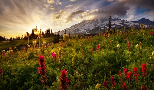Обои на рабочий стол: Mount Rainier, National Park, вулкан, гора, деревья, закат, заповедник, луга, национальный парк, облака, озеро, пейзаж, природа, растительность, сша, травы, туман, утро, цветы
