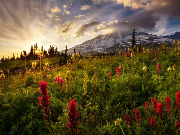 Mount Rainier, National Park, вулкан, гора, деревья, закат, заповедник, луга, национальный парк, облака, озеро, пейзаж, природа, растительность, сша, травы, туман, утро, цветы