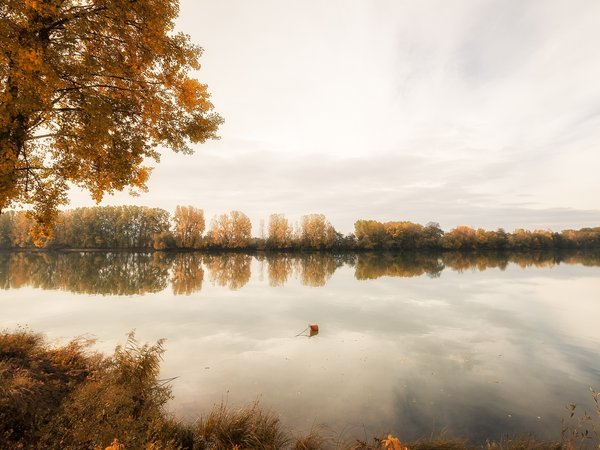 дерево, осень, река