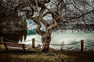 Обои на рабочий стол: дерево, море, скамья