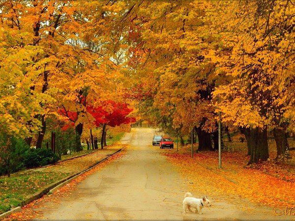 autumn, colors, dog, fall, road, trees, Вест-хайленд-уайт-терьер, дорога, осень, собачка