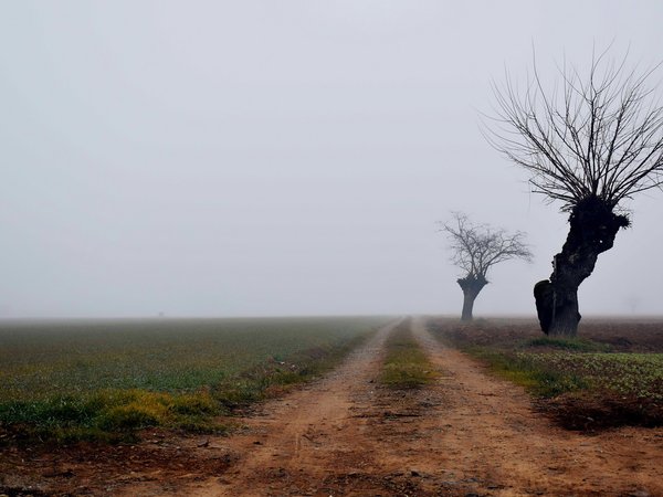 дерево, дорога, туман