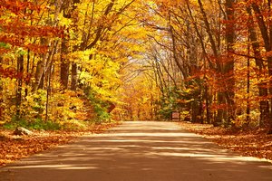 Обои на рабочий стол: autumn, country, fall, forest, landscape, leaves, park, road, tree, деревья, дорога, лес, листья, осень, парк