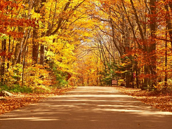 autumn, country, fall, forest, landscape, leaves, park, road, tree, деревья, дорога, лес, листья, осень, парк