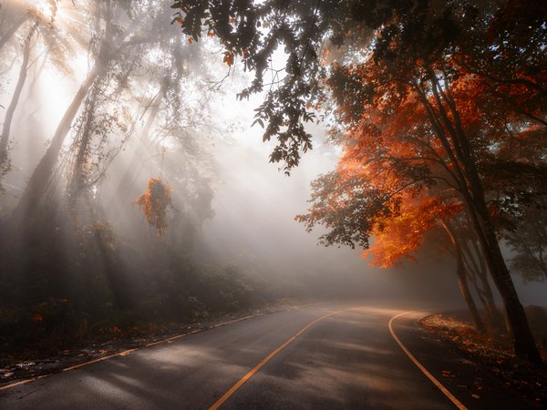 autumn, leaves, nature, park, road, sunlight, tree, деревья, дорога, листья, осень, парк