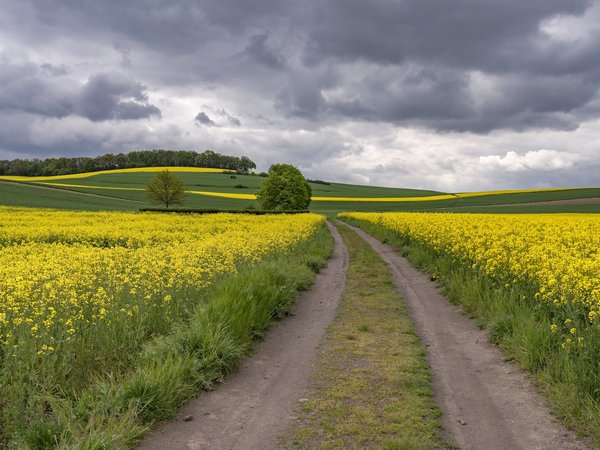 германия, дорога, поле