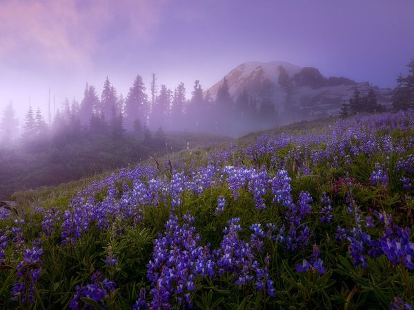 Doug Shearer, Mazama Ridge, Mount Rainier, вулкан, гора, деревья, заповедник, Маунт-Рейнир, пейзаж, природа, сша, травы, туман, утро, цветы