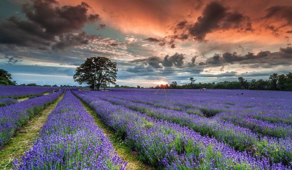 Обои на рабочий стол: English Lavender, summer, sunset