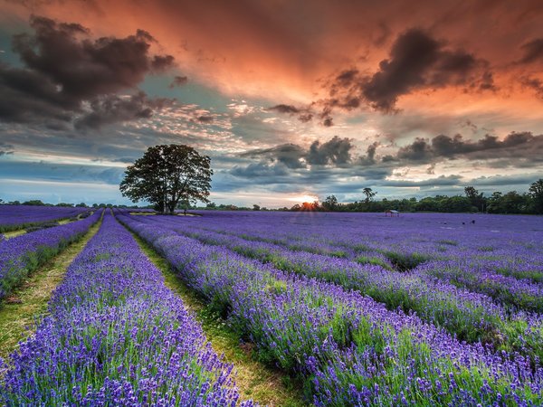 English Lavender, summer, sunset