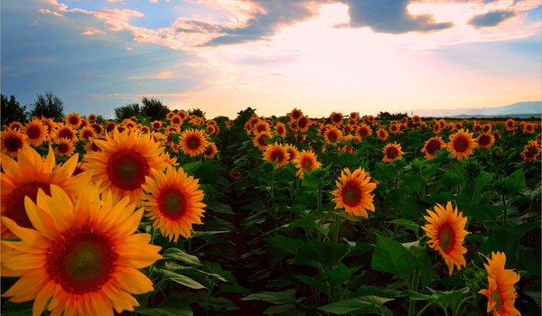 Обои на рабочий стол: field, summer, Sunflowers, sunset, закат, лето, подсолнухи, поле