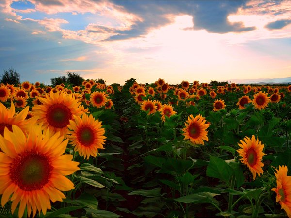 field, summer, Sunflowers, sunset, закат, лето, подсолнухи, поле