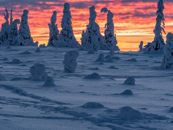 National Park, Riisitunturi, деревья, зима, пейзаж, природа, рассвет, снег, утро, Финляндия