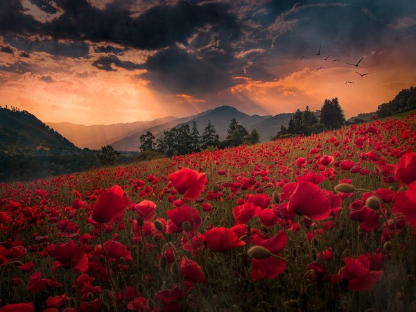Friedrich Beren, горы, закат, луг, маки, пейзаж, природа, склон, цветы