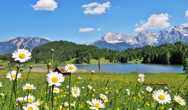 Обои на рабочий стол: Geroldsee, Альпы, бавария, германия, горы, домик, леса, луга, озеро, пейзаж, природа, ромашки, трава, холмы, цветы