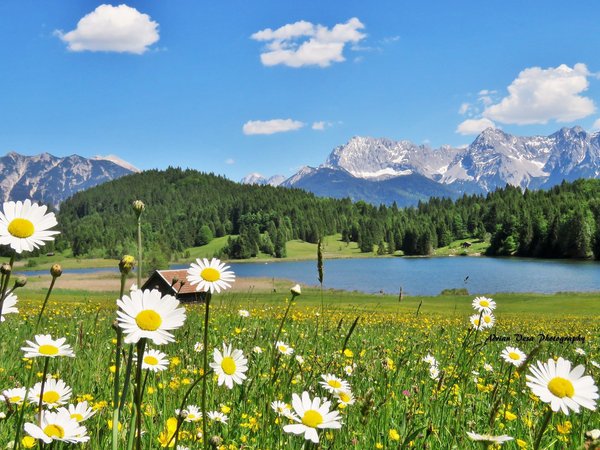 Geroldsee, Альпы, бавария, германия, горы, домик, леса, луга, озеро, пейзаж, природа, ромашки, трава, холмы, цветы