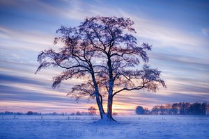 Обои на рабочий стол: германия, дерево, деревья, закат, зима, небо, поле, снег