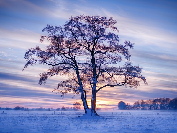 германия, дерево, деревья, закат, зима, небо, поле, снег