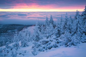 Обои на рабочий стол: Giant Mountains, Poland, деревья, ели, зима, Исполиновы горы, Польша, рассвет, снег, сугробы, утро