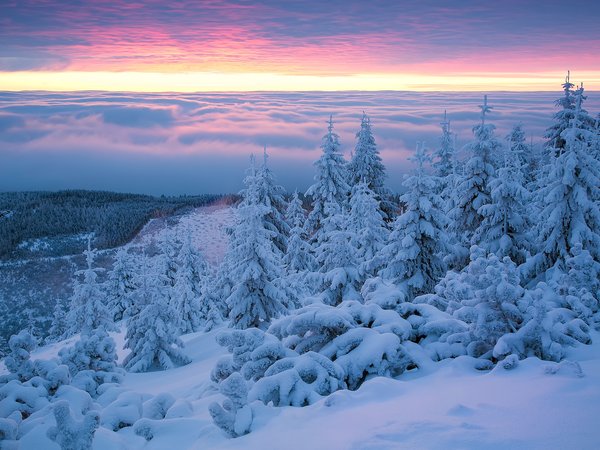 Giant Mountains, Poland, деревья, ели, зима, Исполиновы горы, Польша, рассвет, снег, сугробы, утро