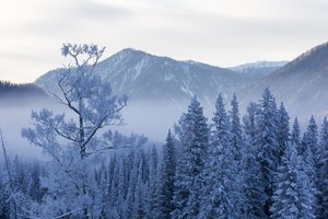 Обои на рабочий стол: mountains, sky, горы, деревья, ели, зима, небо, снег, туман