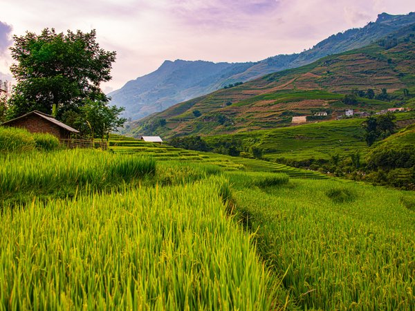 Sapa, Вьетнам, горы, рисовые плантации, склоны