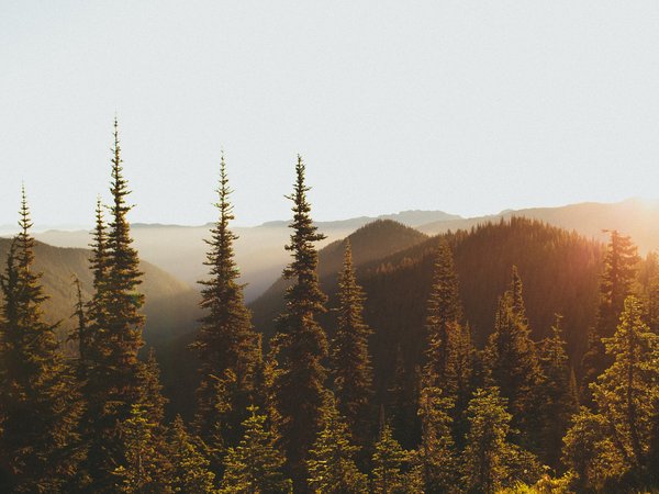 горы, лес, свет, утро