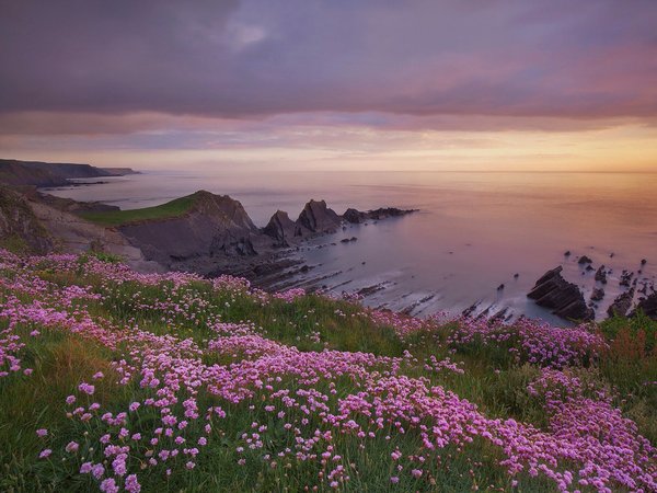 Bristol Channel, Devon, england, Hartland Point, англия, Армерия приморская, Бристольский залив, Девон, закат, море, побережье, скалы, Хартленд, цветы