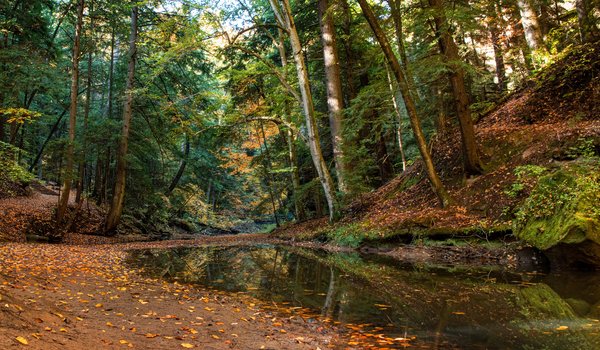 Обои на рабочий стол: Hocking Hills State Park, Ohio, деревья, лес, огайо, осень, ручей