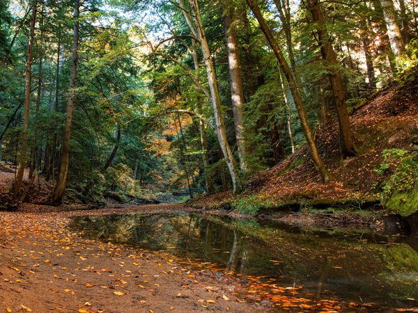 Hocking Hills State Park, Ohio, деревья, лес, огайо, осень, ручей