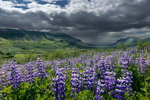 Обои на рабочий стол: горы, долина, исландия, лето, люпины, небо, облака, тучи, цветы