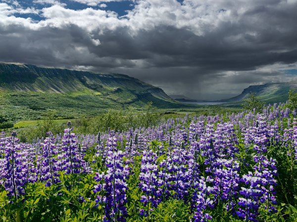горы, долина, исландия, лето, люпины, небо, облака, тучи, цветы