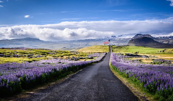 Обои на рабочий стол: Snæfellsnes, горы, дорога, исландия, люпины, облака, пейзаж, полуостров, природа, Снайфедльснес, цветы, церковь