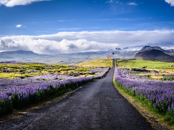 Snæfellsnes, горы, дорога, исландия, люпины, облака, пейзаж, полуостров, природа, Снайфедльснес, цветы, церковь