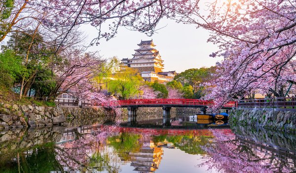 Обои на рабочий стол: blossom, castle, cherry, Himeji, japan, park, sakura, spring, весна, парк, сакура, цветение, япония