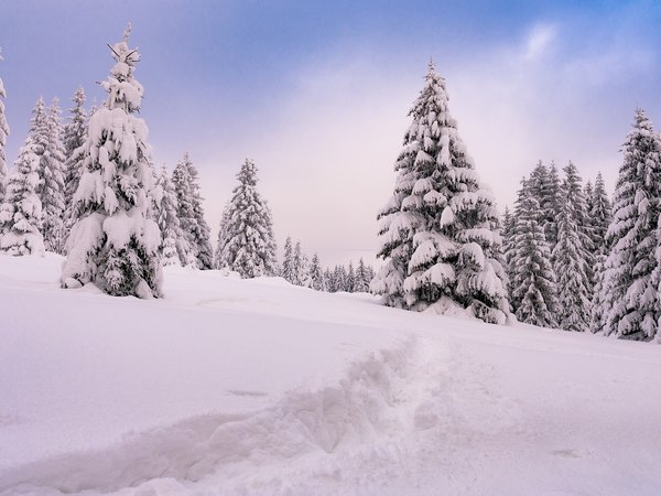 Jizera Mountains, деревья, ели, зима, Йизерские горы, пейзаж, природа, снег, тропинка, чехия