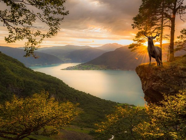 Jørn Allan Pedersen, горы, животное, закат, лучи, норвегия, олень, пейзаж, природа, солнце, фьорд