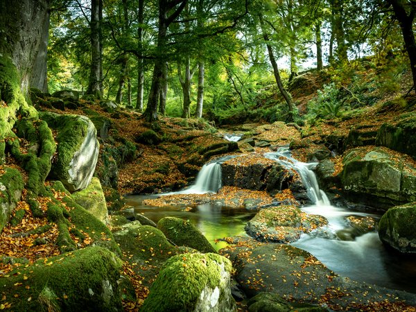 водопад, деревья, камни, мох, фото