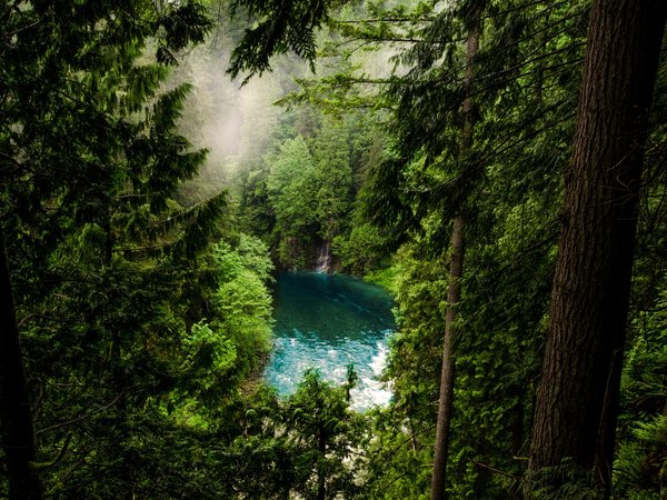 ванкувер, горы, деревья, ели, канада, лес, озеро, природа, туман