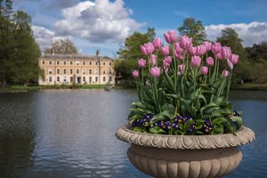 Обои на рабочий стол: england, Kew Gardens, london, англия, вода, лондон, озеро, примула, Сады Кью, тюльпаны, цветы