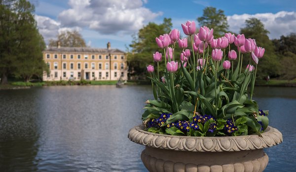 Обои на рабочий стол: england, Kew Gardens, london, англия, вода, лондон, озеро, примула, Сады Кью, тюльпаны, цветы