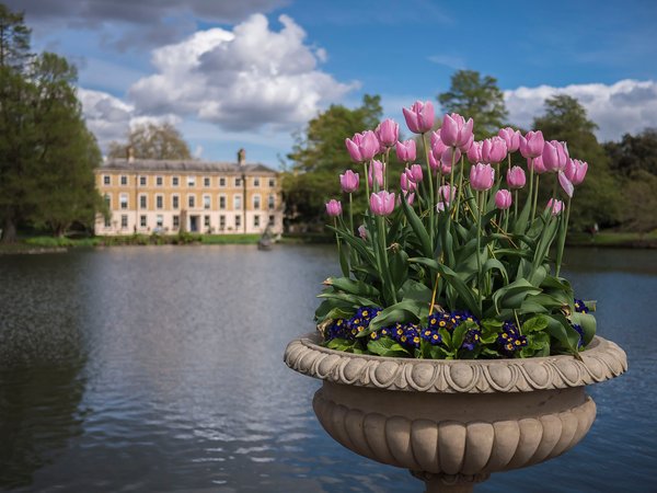 england, Kew Gardens, london, англия, вода, лондон, озеро, примула, Сады Кью, тюльпаны, цветы