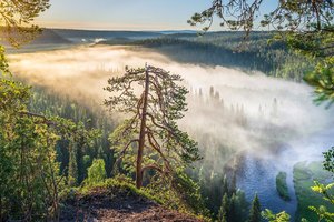 Обои на рабочий стол: Finland, Kitkajoki River, Kuusamo, деревья, Куусамо, лес, рассвет, река, Река Киткайоки, туман, утро, Финляндия