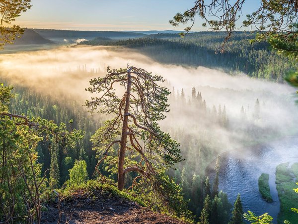 Finland, Kitkajoki River, Kuusamo, деревья, Куусамо, лес, рассвет, река, Река Киткайоки, туман, утро, Финляндия