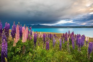 Обои на рабочий стол: Lake Tekapo, New Zealand, горы, луг, люпины, новая зеландия, озеро, Озеро Текапо, цветы, Южные Альпы