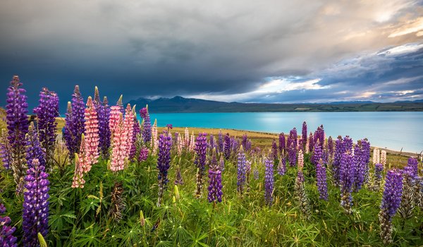 Обои на рабочий стол: Lake Tekapo, New Zealand, горы, луг, люпины, новая зеландия, озеро, Озеро Текапо, цветы, Южные Альпы