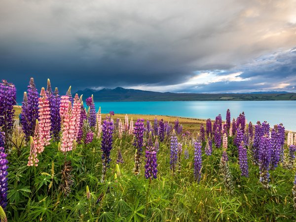 Lake Tekapo, New Zealand, горы, луг, люпины, новая зеландия, озеро, Озеро Текапо, цветы, Южные Альпы