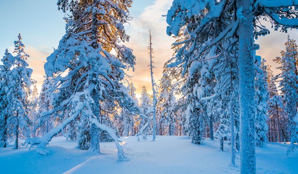 Обои на рабочий стол: Finland, Lapland, деревья, зима, Лапландия, лес, снег, тайга, Финляндия