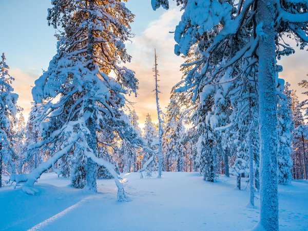 Finland, Lapland, деревья, зима, Лапландия, лес, снег, тайга, Финляндия